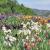 L’une des plus belles collections d’Iris de France, Bernard Laporte à Larnas, en Ardèche méridionale.