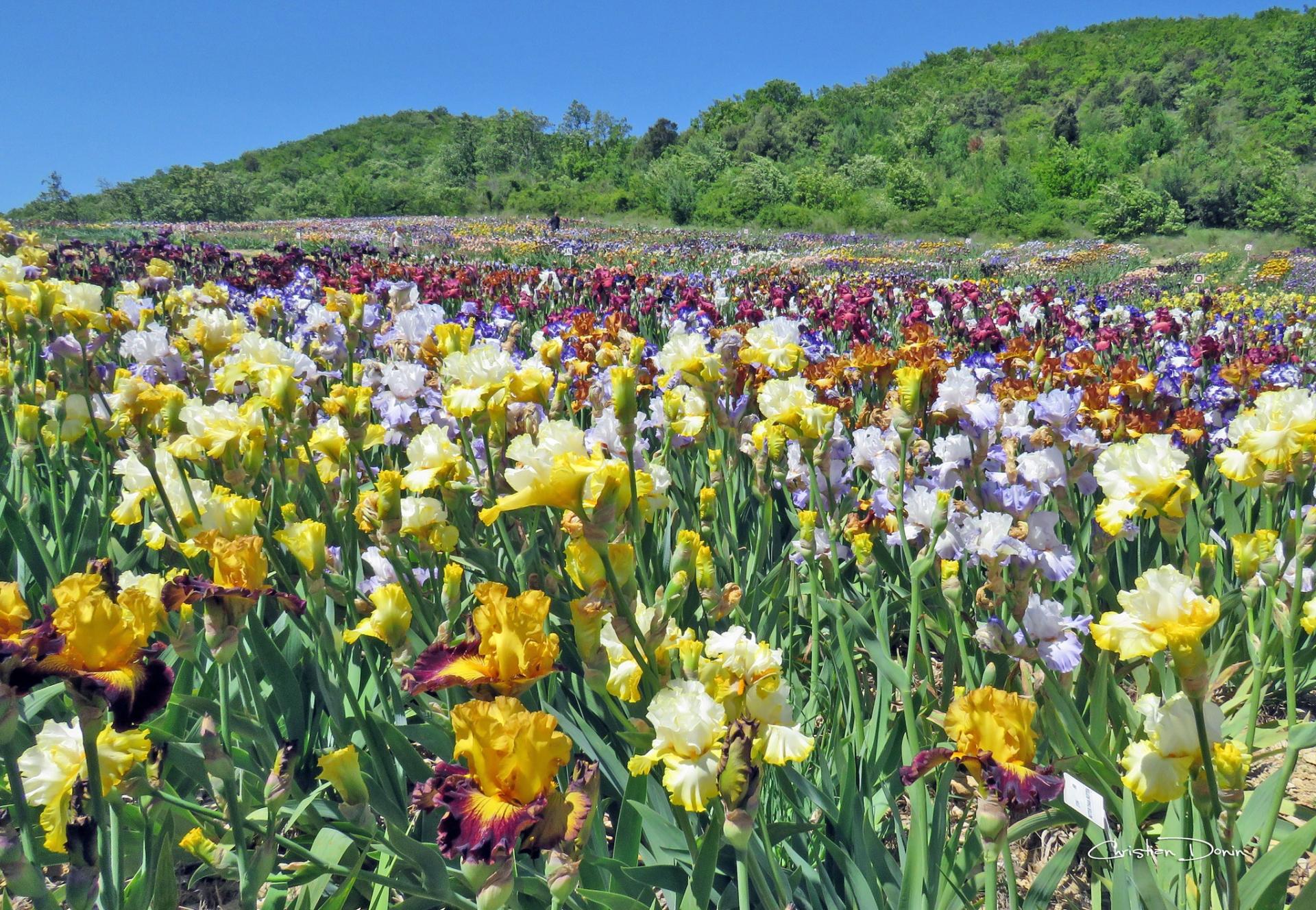 L’une des plus belles collections d’Iris de France, Bernard Laporte à Larnas, en Ardèche méridionale.