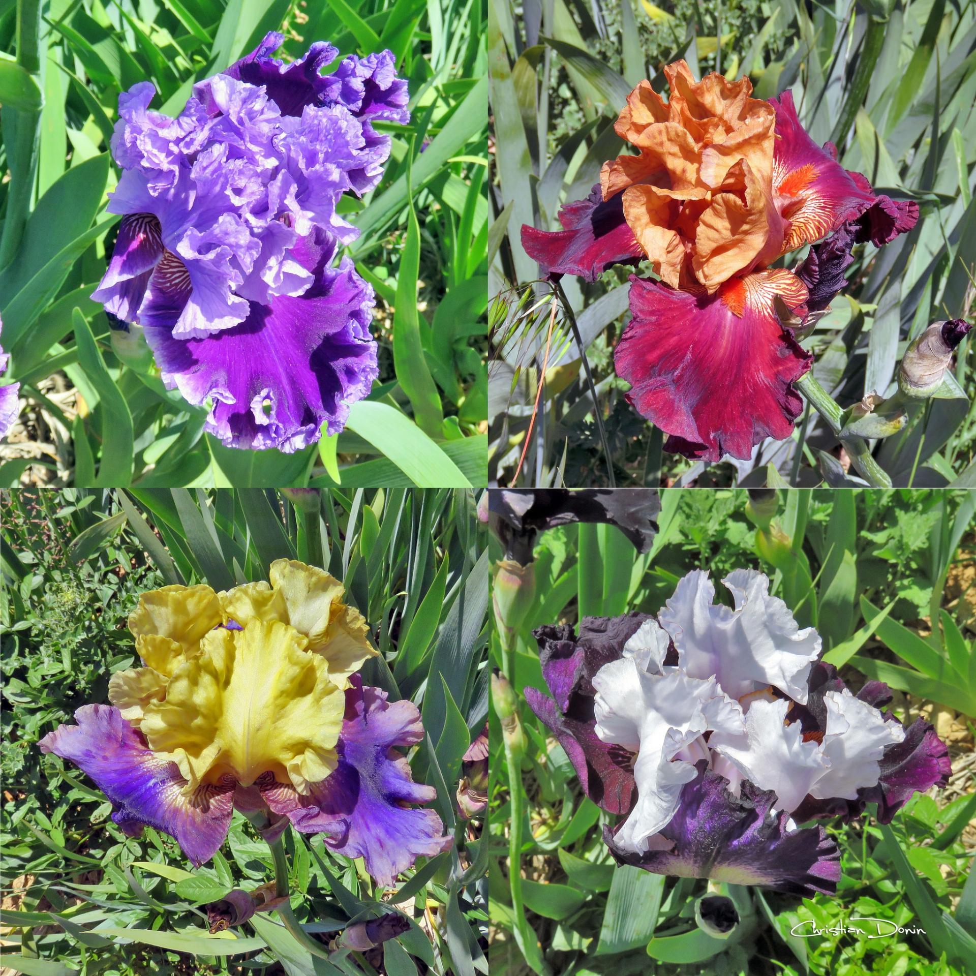 L’une des plus belles collections d’Iris de France, Bernard Laporte à Larnas, en Ardèche méridionale.