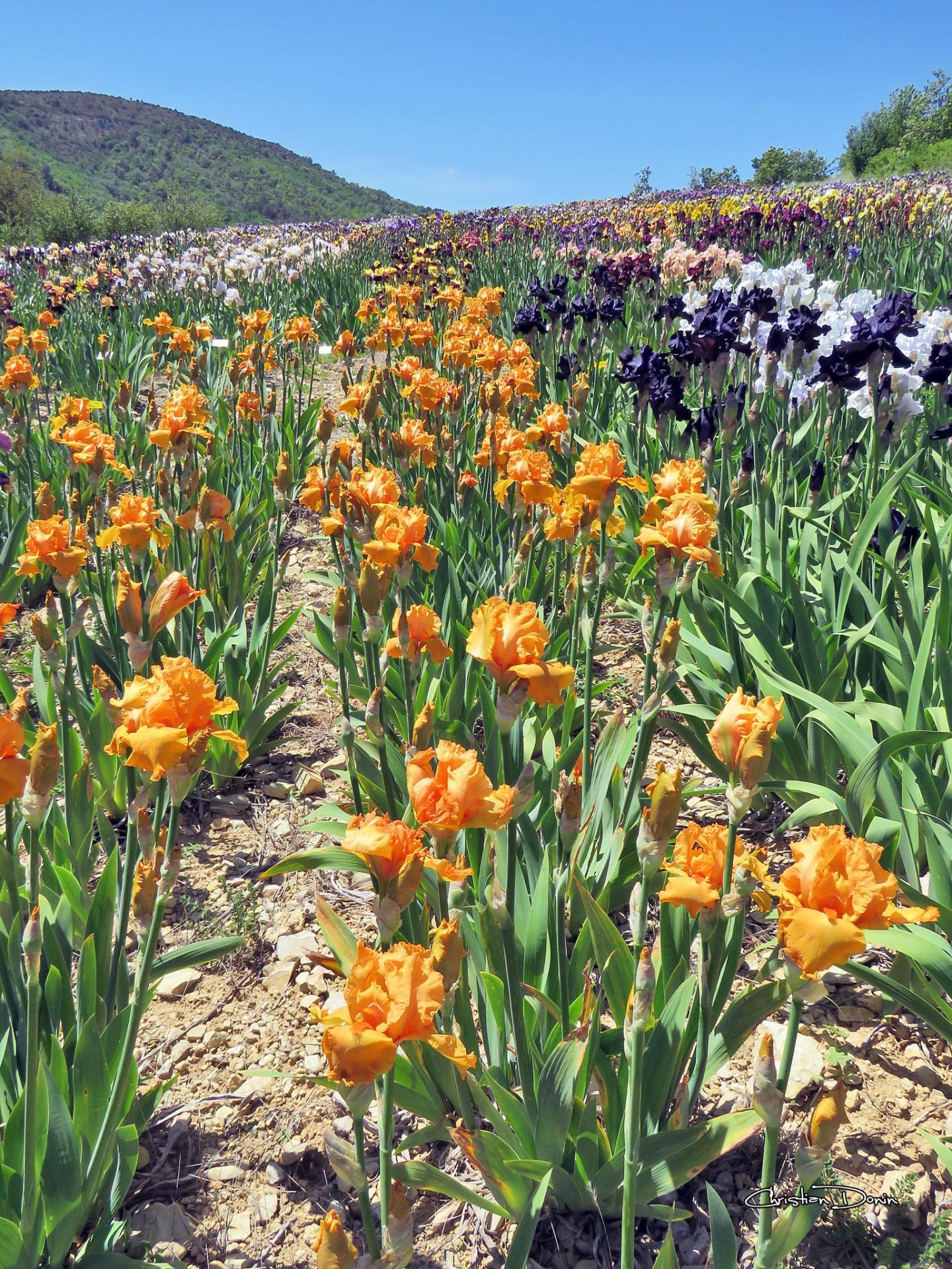 L’une des plus belles collections d’Iris de France, Bernard Laporte à Larnas, en Ardèche méridionale.