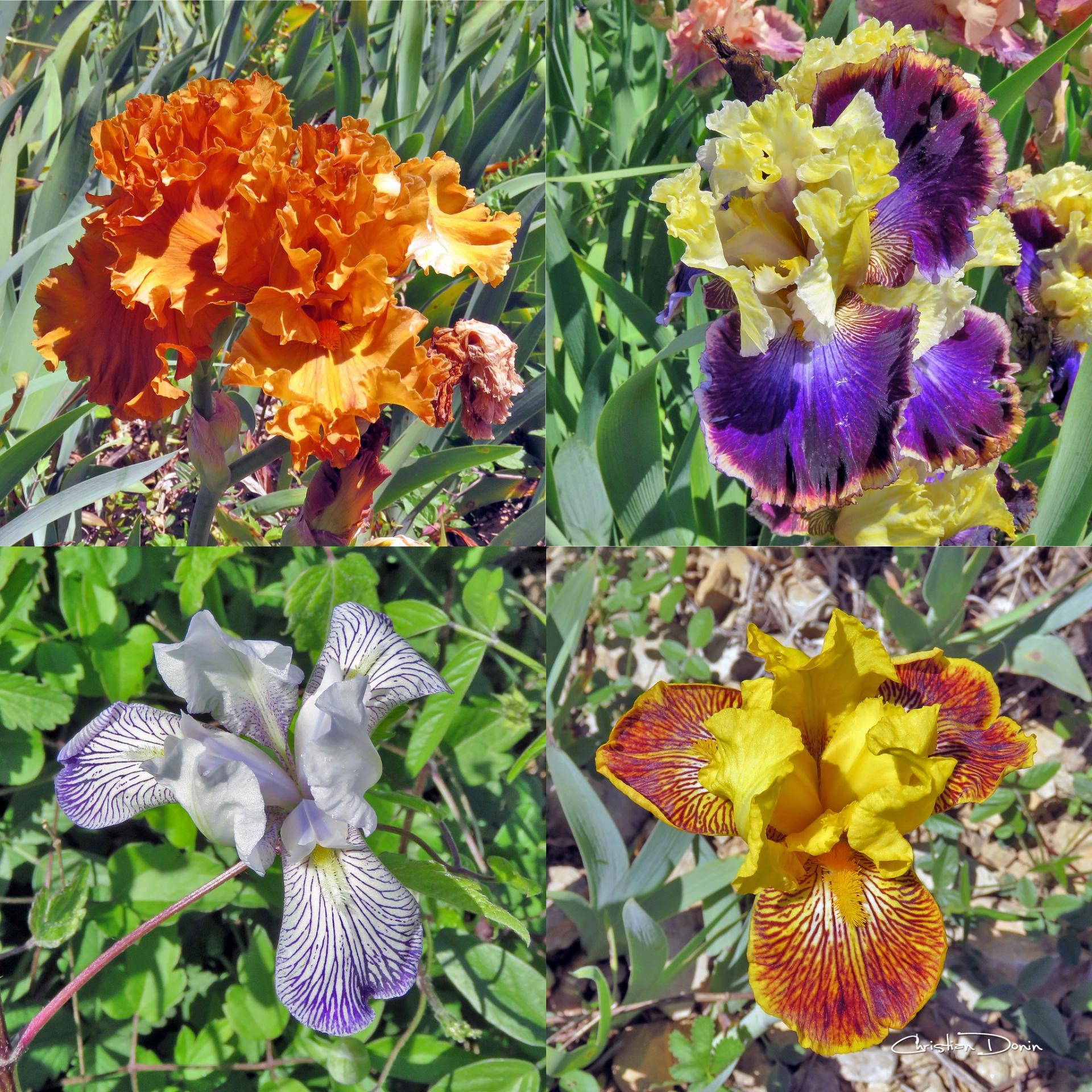 L’une des plus belles collections d’Iris de France, Bernard Laporte à Larnas, en Ardèche méridionale.