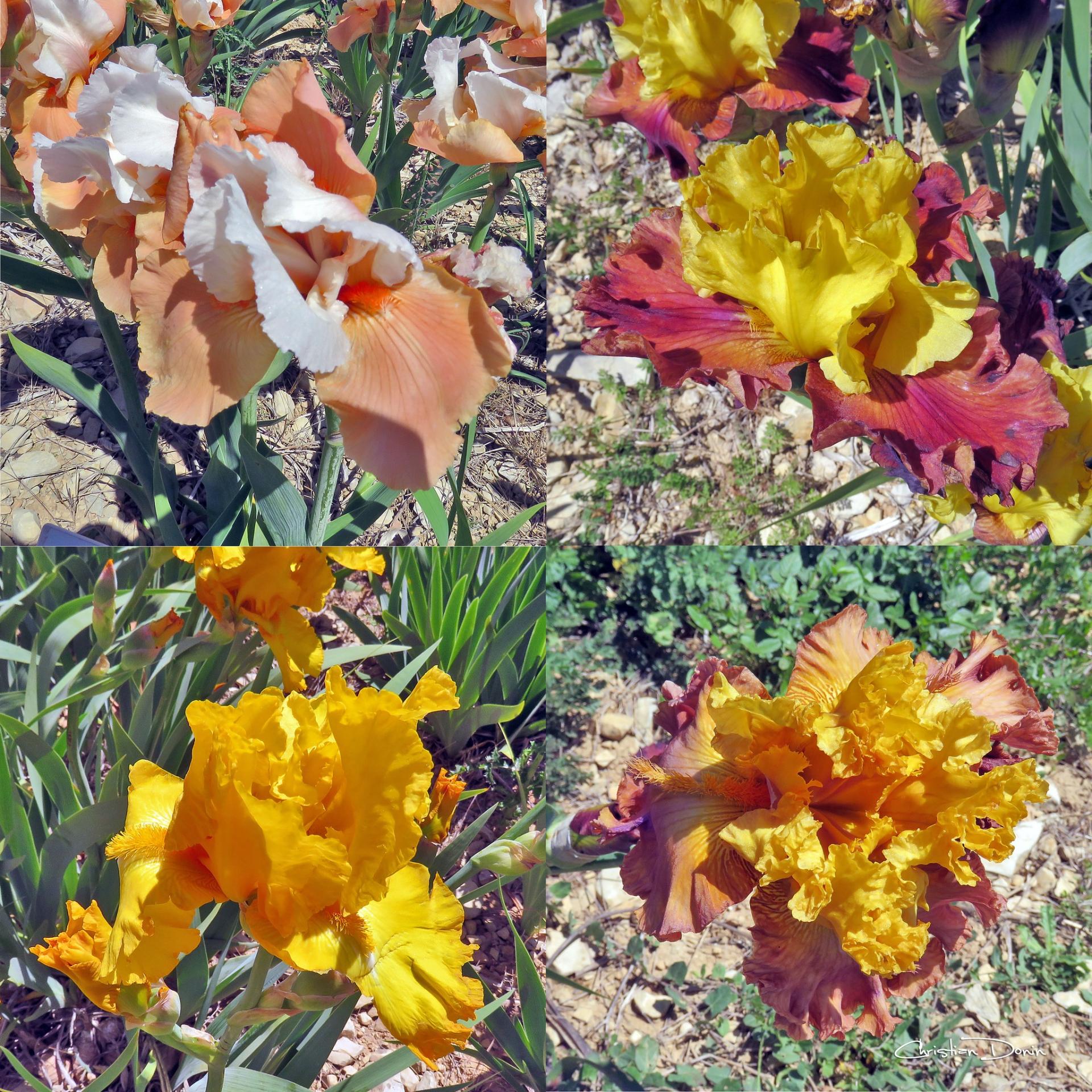 L’une des plus belles collections d’Iris de France, Bernard Laporte à Larnas, en Ardèche méridionale.