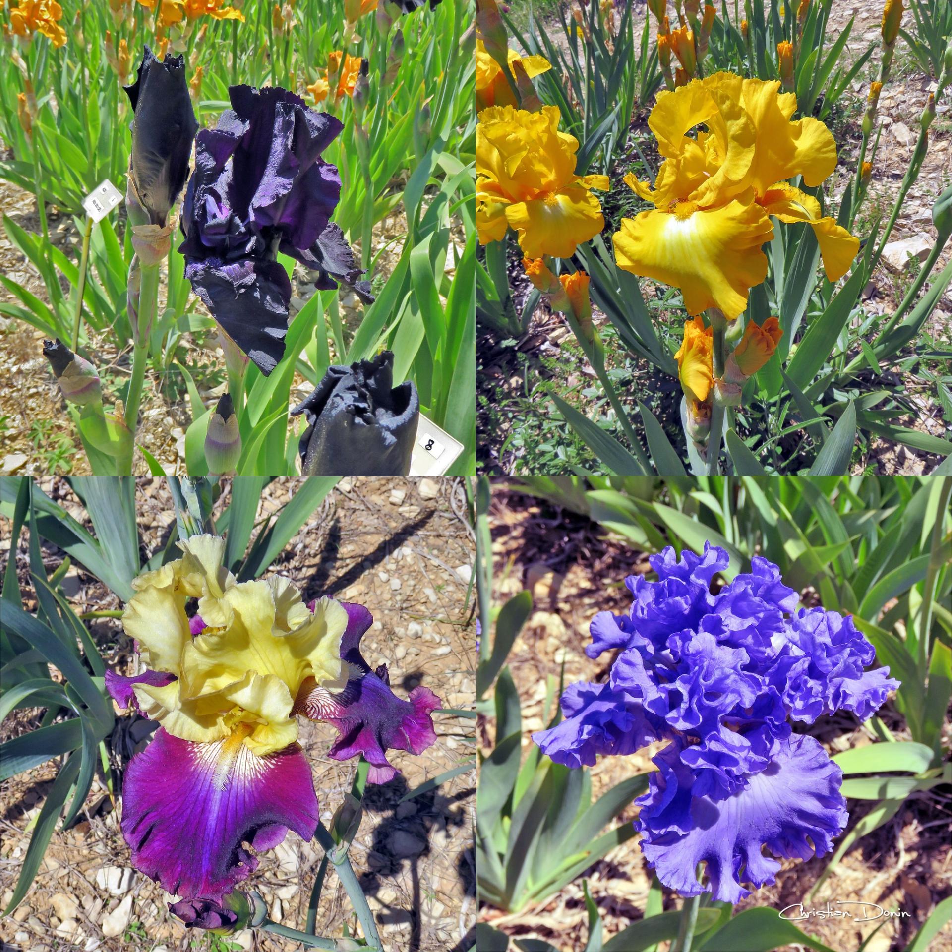 L’une des plus belles collections d’Iris de France, Bernard Laporte à Larnas, en Ardèche méridionale.