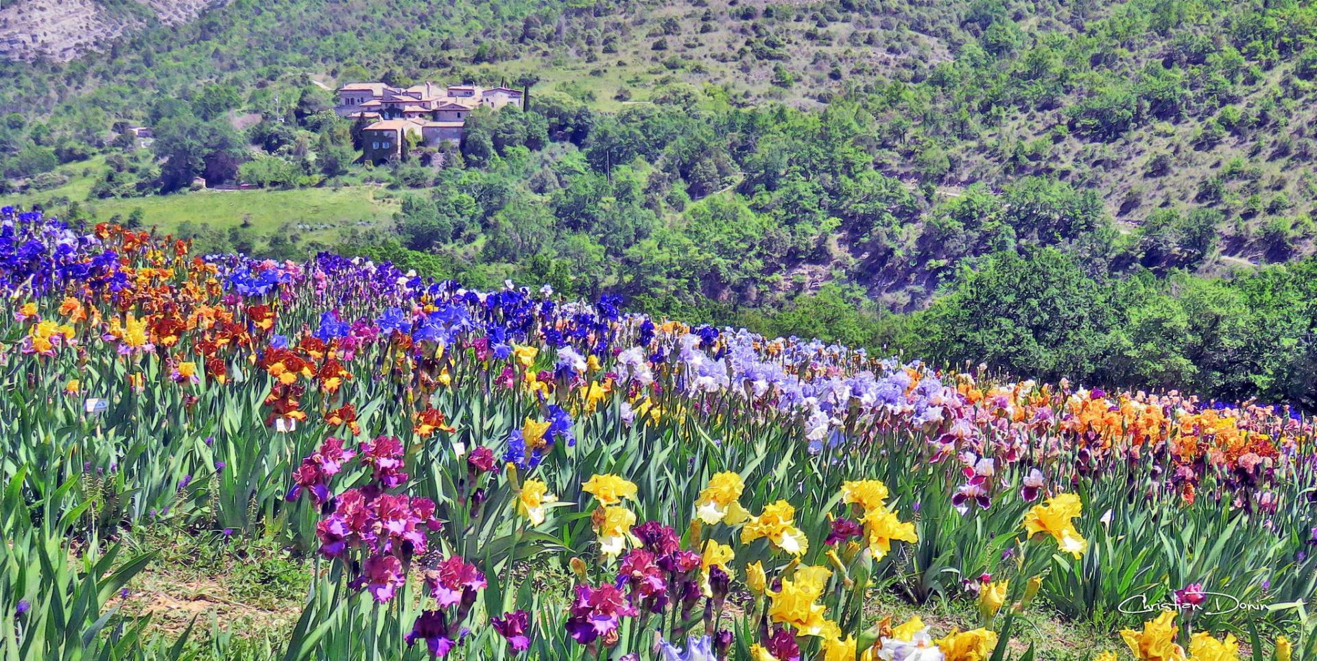 L’une des plus belles collections d’Iris de France, Bernard Laporte à Larnas, en Ardèche méridionale.