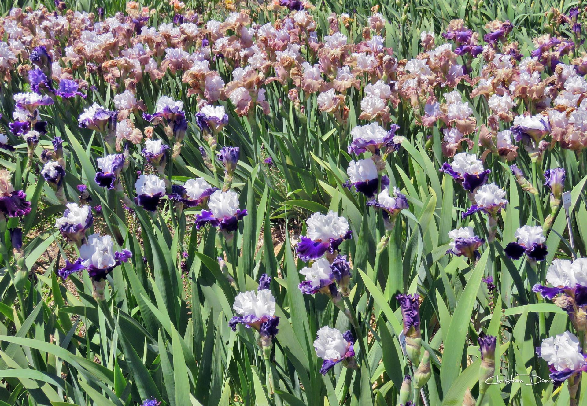 L’une des plus belles collections d’Iris de France, Bernard Laporte à Larnas, en Ardèche méridionale.