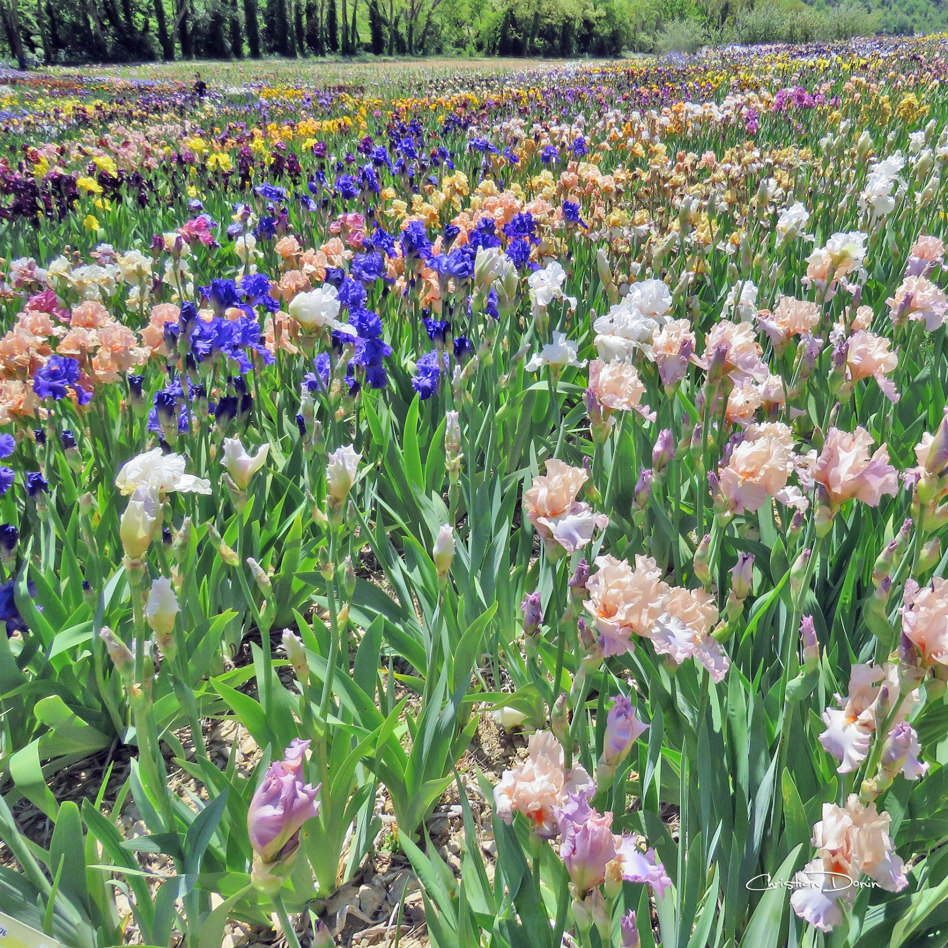 L’une des plus belles collections d’Iris de France, Bernard Laporte à Larnas, en Ardèche méridionale.