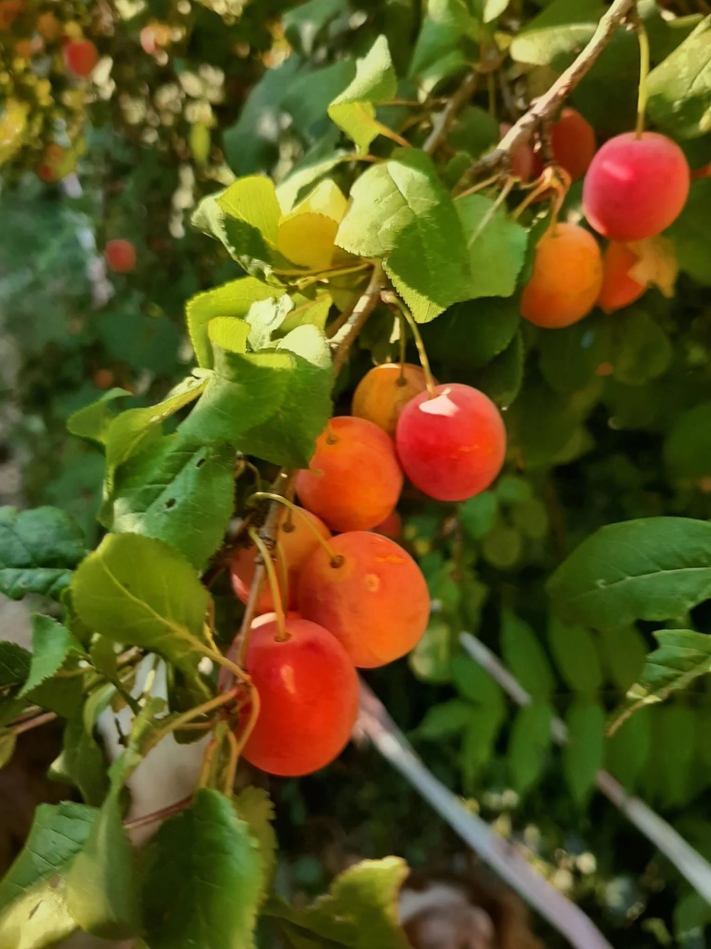L'ardèche en photo